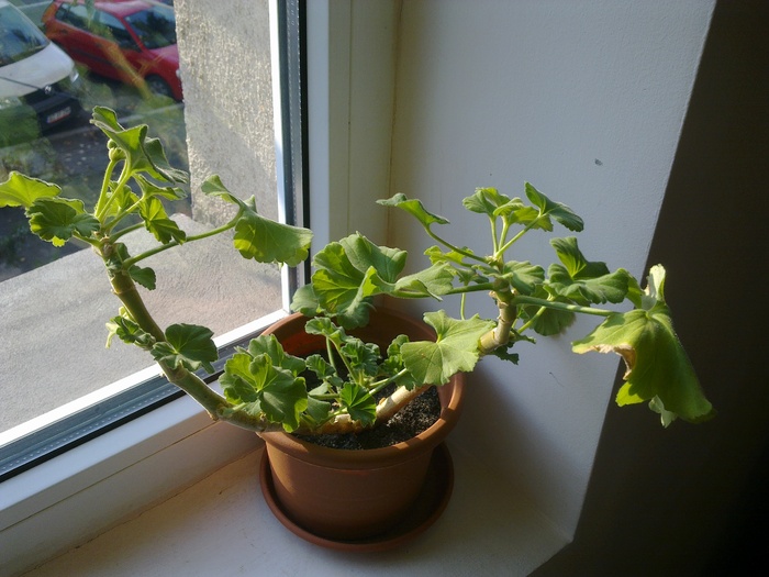 Pelargonium floare mov