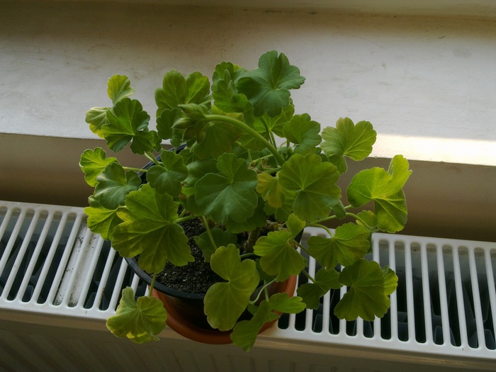 Pelargonium floare alba