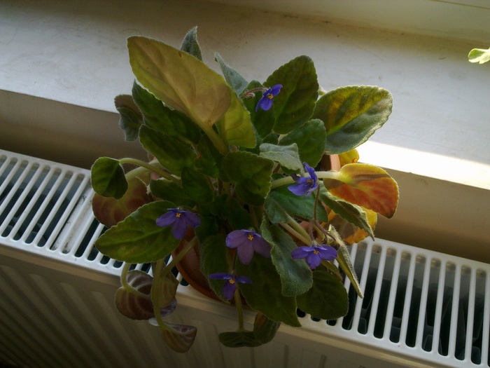 Saintpaulia - Violeta africana