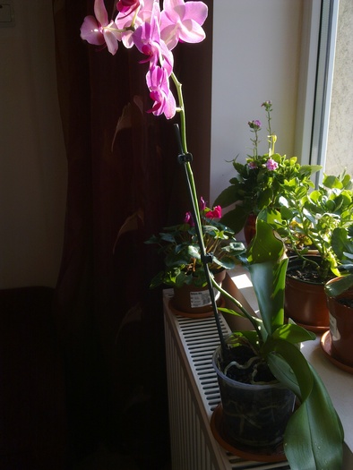 Paphiopedilum - Orhideea "Papucul doamnei" - Florile mele 2010