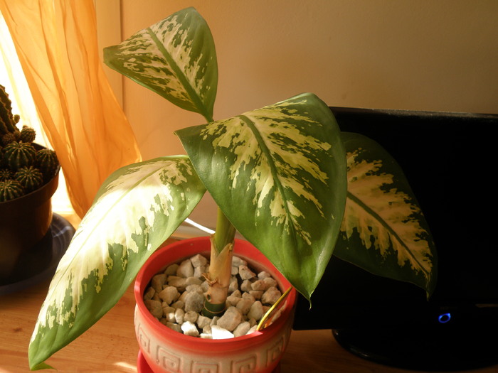 Dieffenbachia - Florile mele 2010