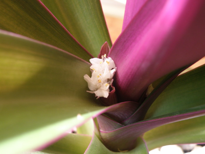 floare Rhoeo spathacea - Florile mele 2010