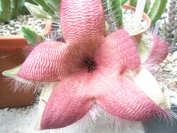 Stapelia grandiflora - Stapelia