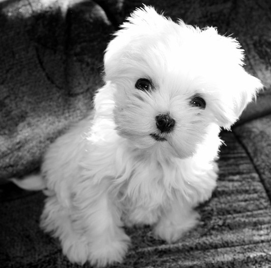 bichon_maltez_06 - poze  catei