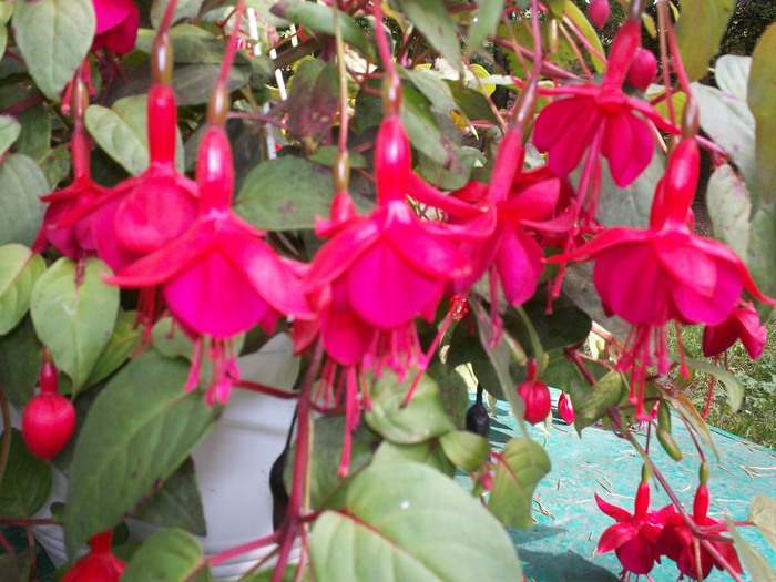 cercelus in 12 sept 2010 - Fuchsia