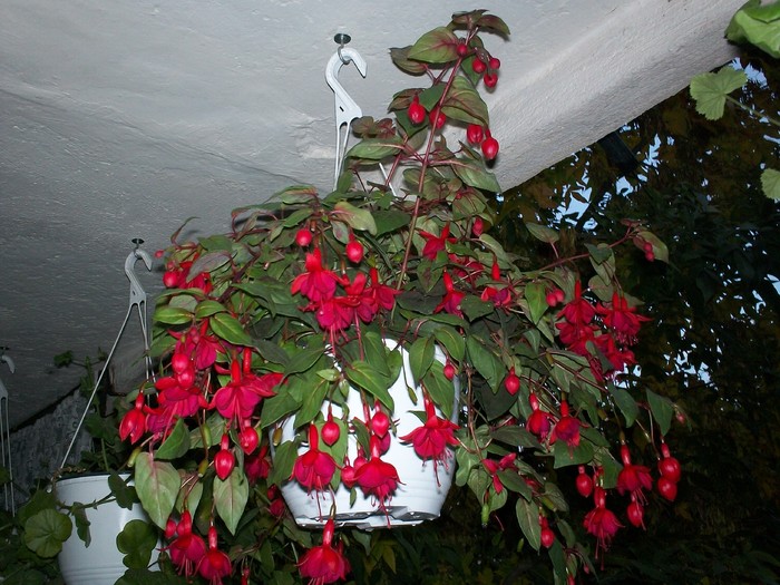 cercelus in 12 sept 2010 - Fuchsia