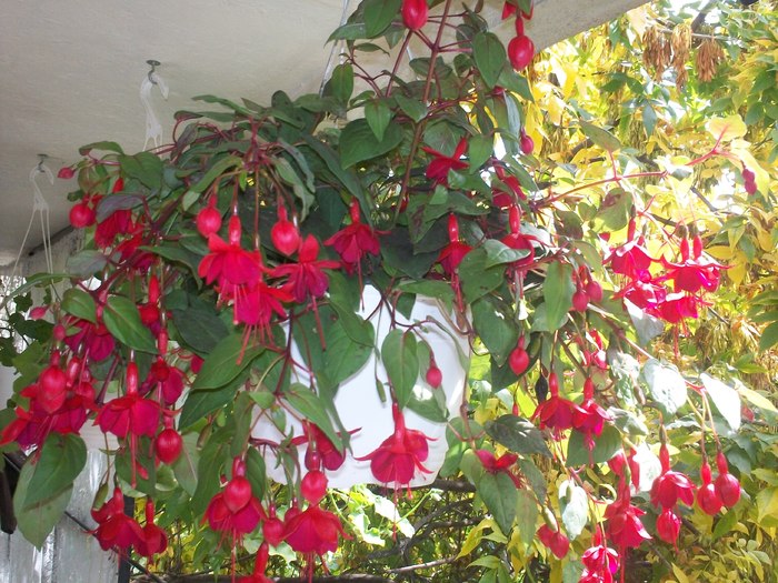 cercelus in 12 sept 2010 - Fuchsia