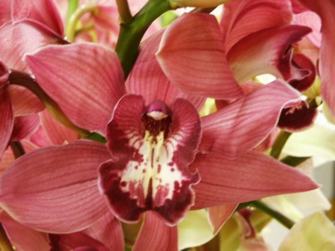 LLNVKIBOUYSGHGPYJGX - flori