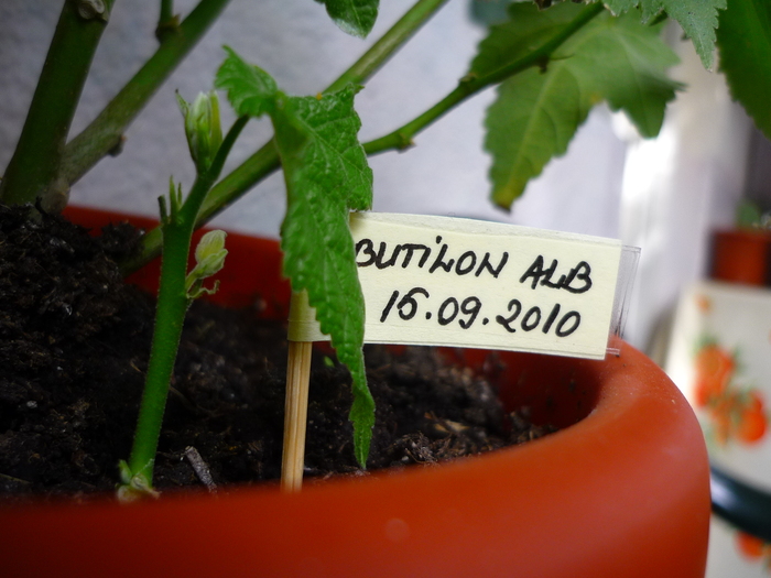 Abutilon alb in 24 sept 2010 (taiat in 15 sep)
