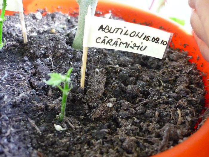Abutilon caramiziu in 24 sept 2010 (taiat in 15 sep)