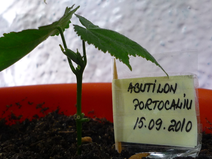 Abutilon portocaliu in 24 sept 2010 (taiat in 15 sep)