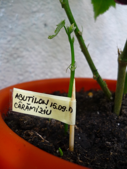 Abutilon caramiziu in 24 sept 2010 (taiat in 15 sep)