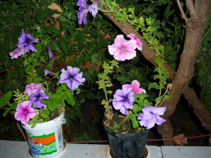 Petuniile bunicii in 20 sept 2010, de ziua ei, la implinirea celor 81 de ani
