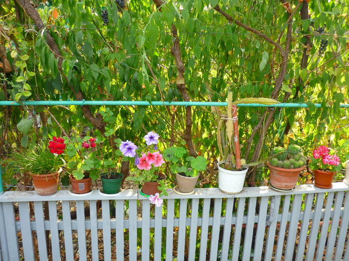 Petuniile bunicii in 20 sept 2010, de ziua ei, la implinirea celor 81 de ani