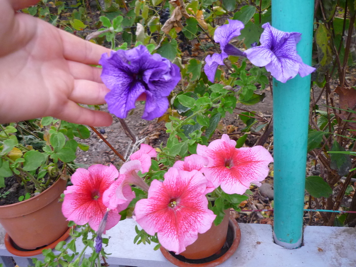 Petuniile bunicii in 20 sept 2010, de ziua ei, la implinirea celor 81 de ani