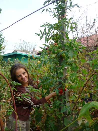 Rosiile gigant ale bunicii in 20 sept 2010