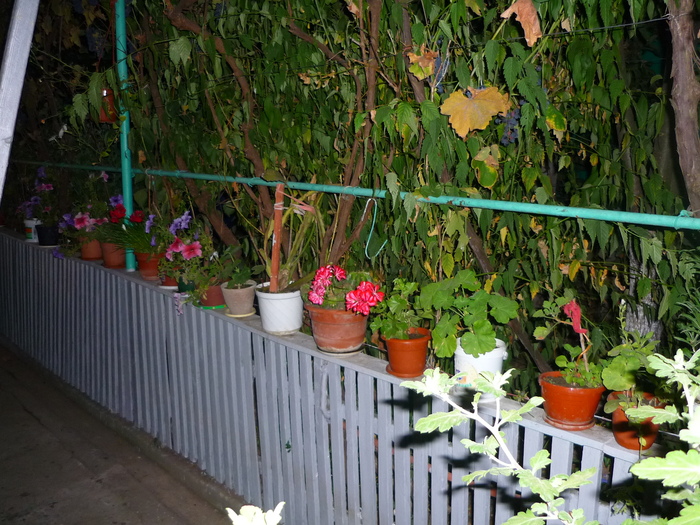 Petuniile bunicii in 20 sept 2010, de ziua ei, la implinirea celor 81 de ani