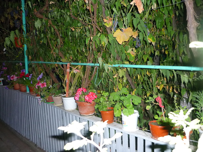 Petuniile bunicii in 20 sept 2010, de ziua ei, la implinirea celor 81 de ani