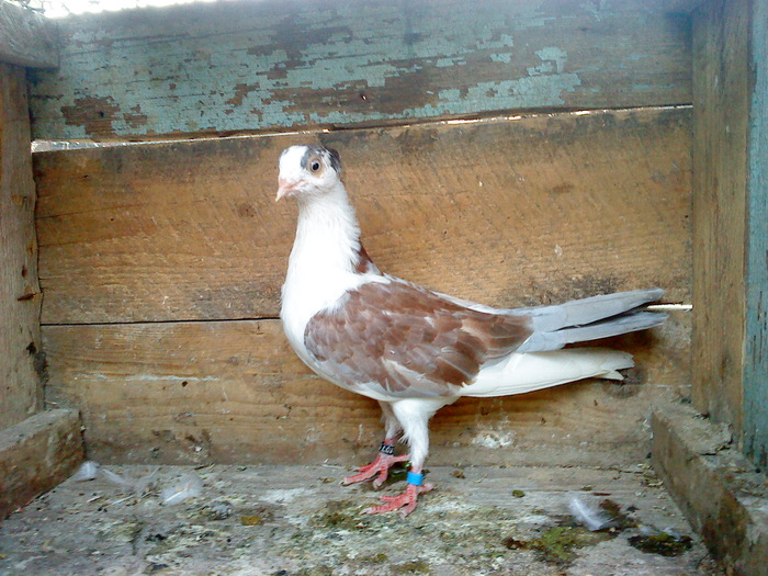 DSC00931 - E- PUI 2010
