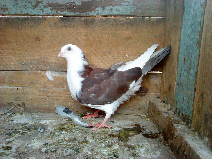 DSC00935 - E- PUI 2010