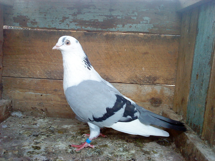 DSC00936 - E- PUI 2010