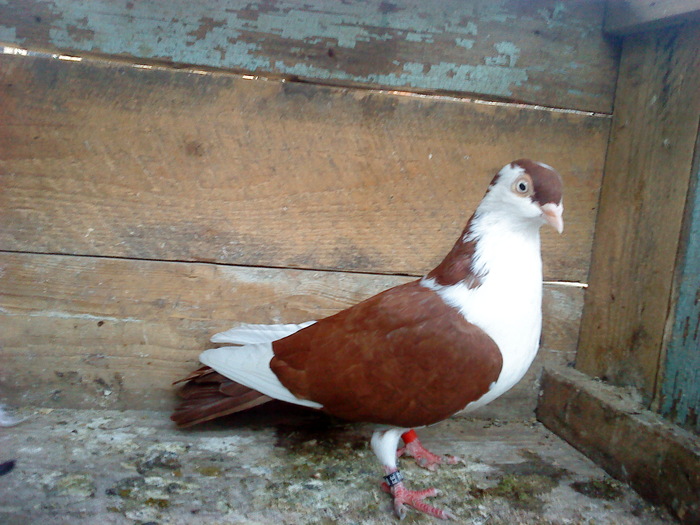 DSC00950 - E- PUI 2010
