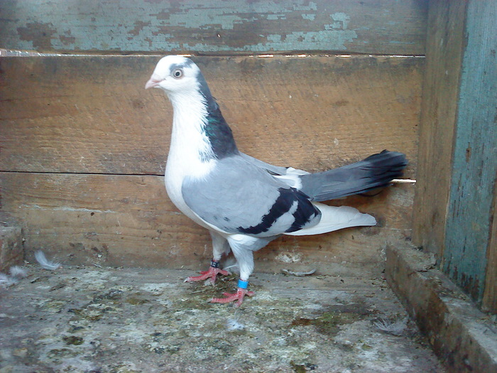DSC00963 - E- PUI 2010