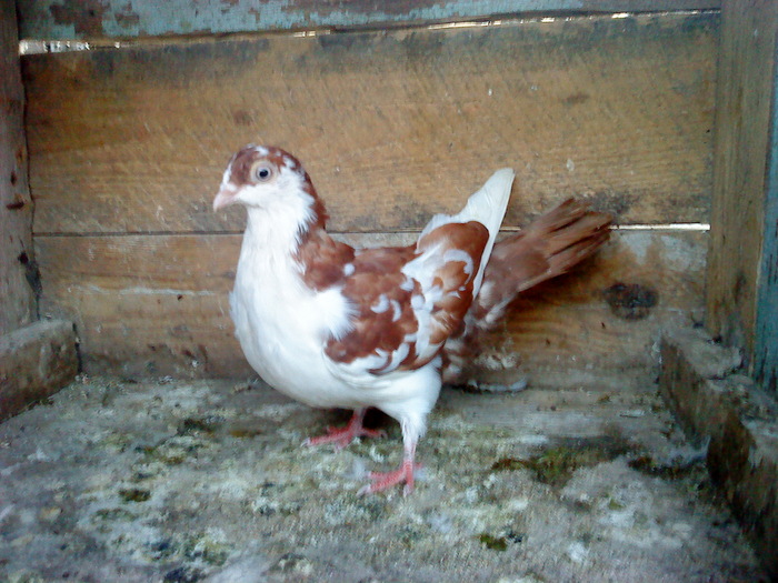 DSC00972 - E- PUI 2010