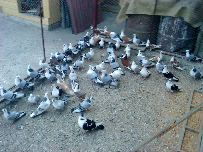 Pui 2010 - E- PUI 2010