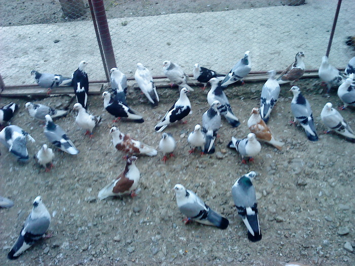 Pui 2010 - E- PUI 2010