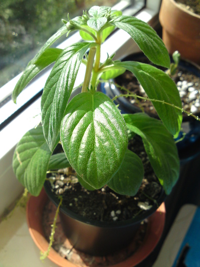  - Gloxinii 2006-2010