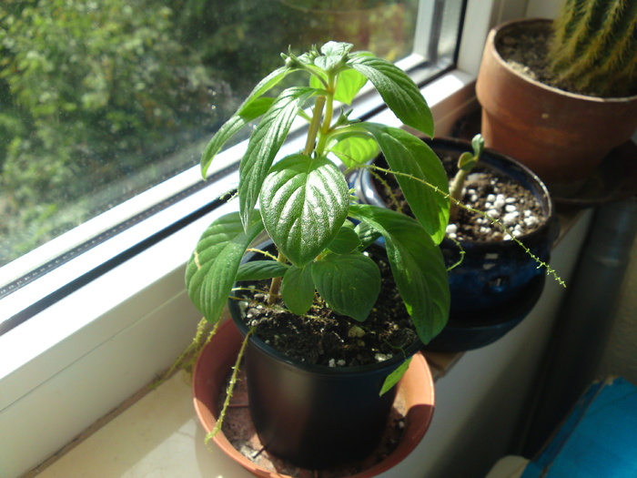  - Gloxinii 2006-2010