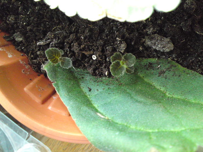 Puiuti - Gloxinii 2006-2010