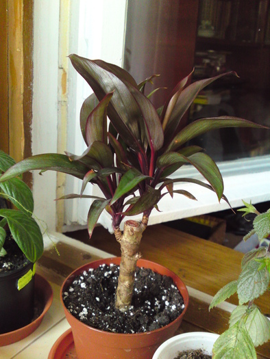 Cordyline Frutescens - Plantele mele 2009-2010