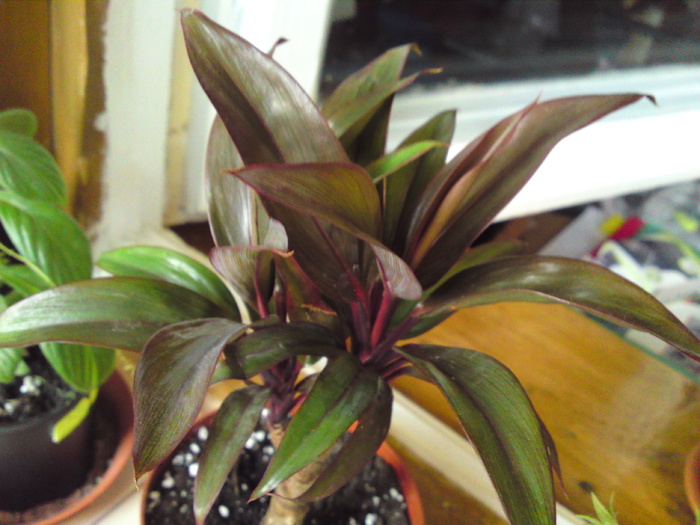 Cordyline Frutescens