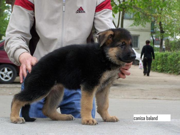 Catelusa - CANISA BALAND ciobanesc german