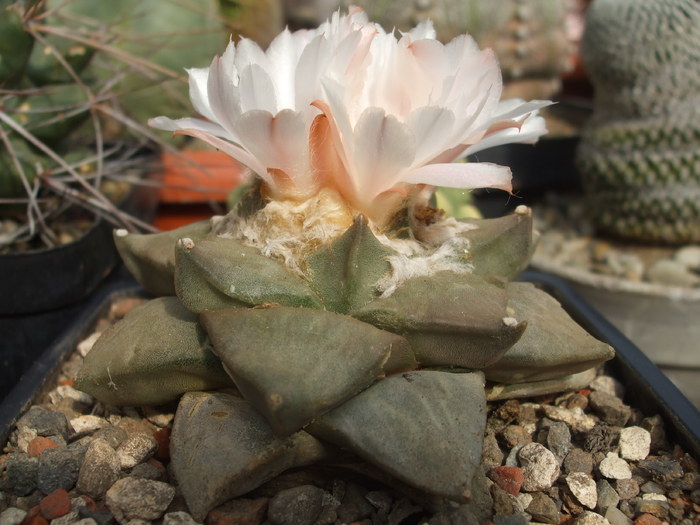 DSCF5450