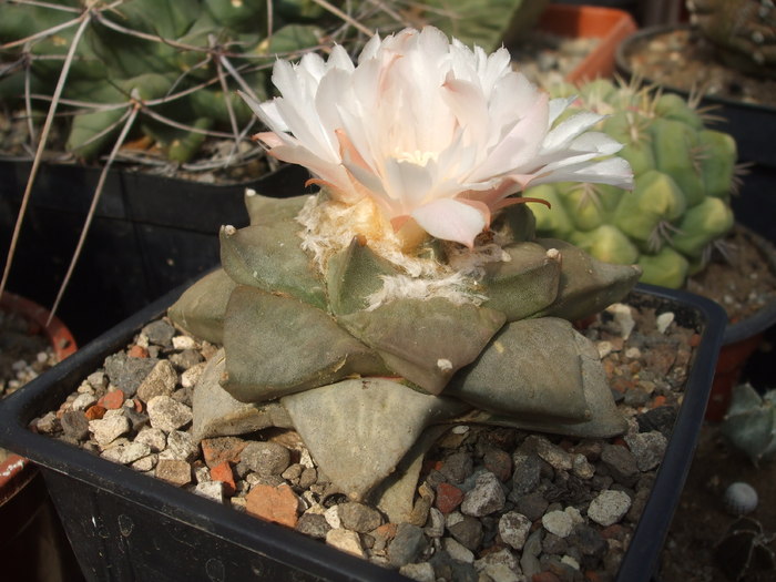 DSCF5486