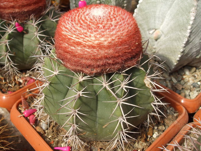 DSCF5547
