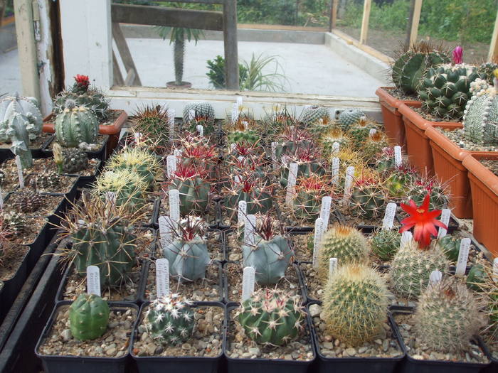 DSCF5580
