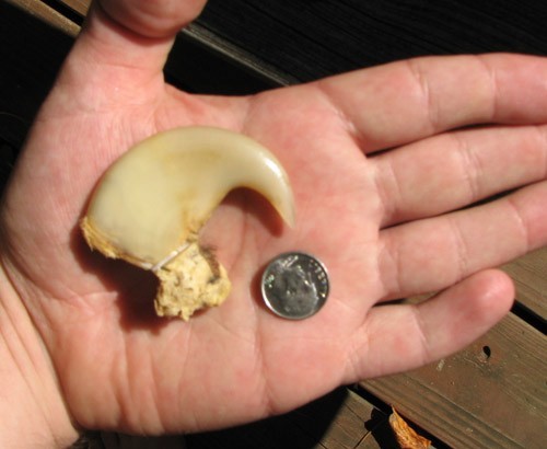 Gheara de leu cu microcip( GL_205 )