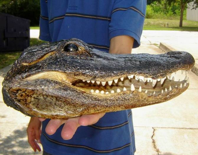 Cap de crocodil ( CC_175 )400€ - Trofeos raros