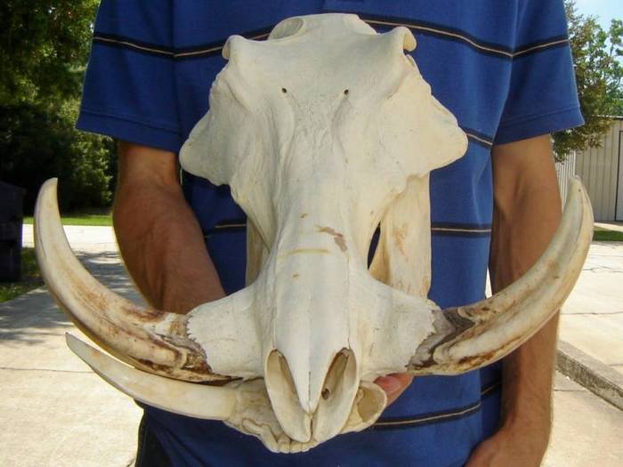 Craniu de fagocer_1300 de euro