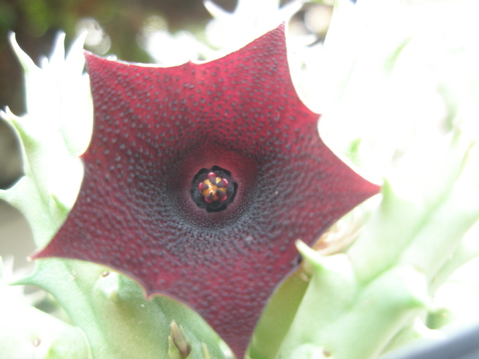 Huernia keniensis - floare 25.09