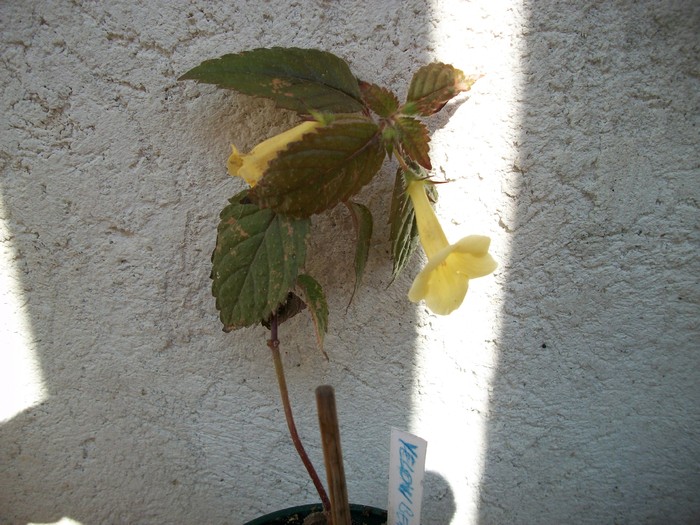 achimenes - 2010