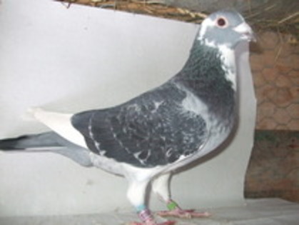 10267270_MMPEAYVVZ[1] - poze cu porumbei