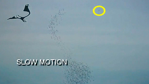 2-soimi-ataca-pe-mare