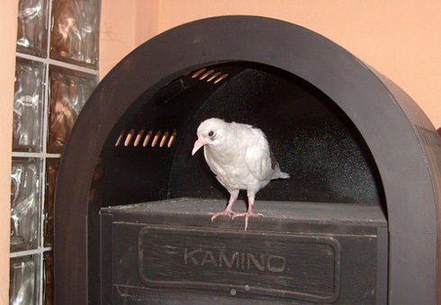 cioculetz