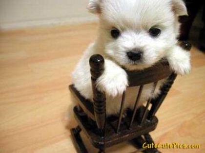 cute-puppy-on-chair-picture - animale