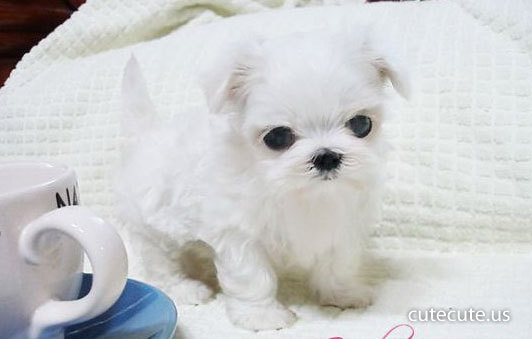 small-and-cute-white-puppy - animale